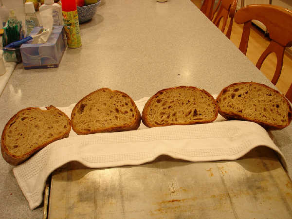 Test Fermentations 1-4 From Left to Right - Crumb