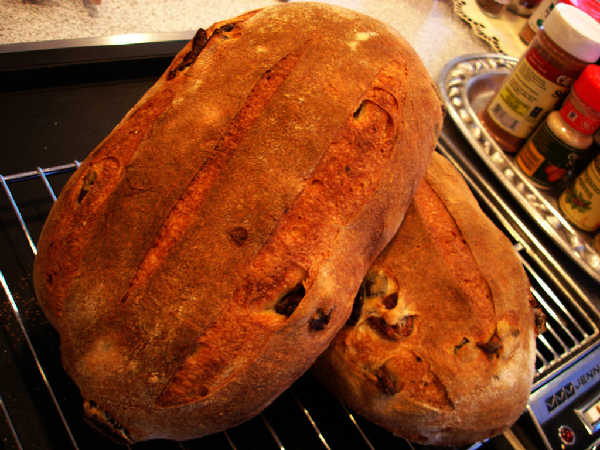 Olive Bread - Sourdough Yeast Hybrid (1)