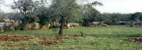 santanyi6.jpg (286580 bytes)