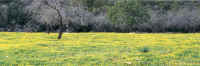 santanyi9.jpg (269639 bytes)